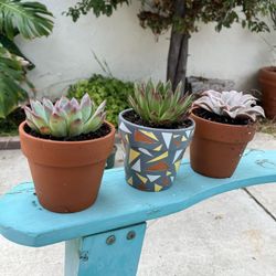 2 Succulent Trios ($15 & $18)