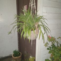 Air Plane Plants