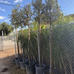 White Oks 15 Gallons 