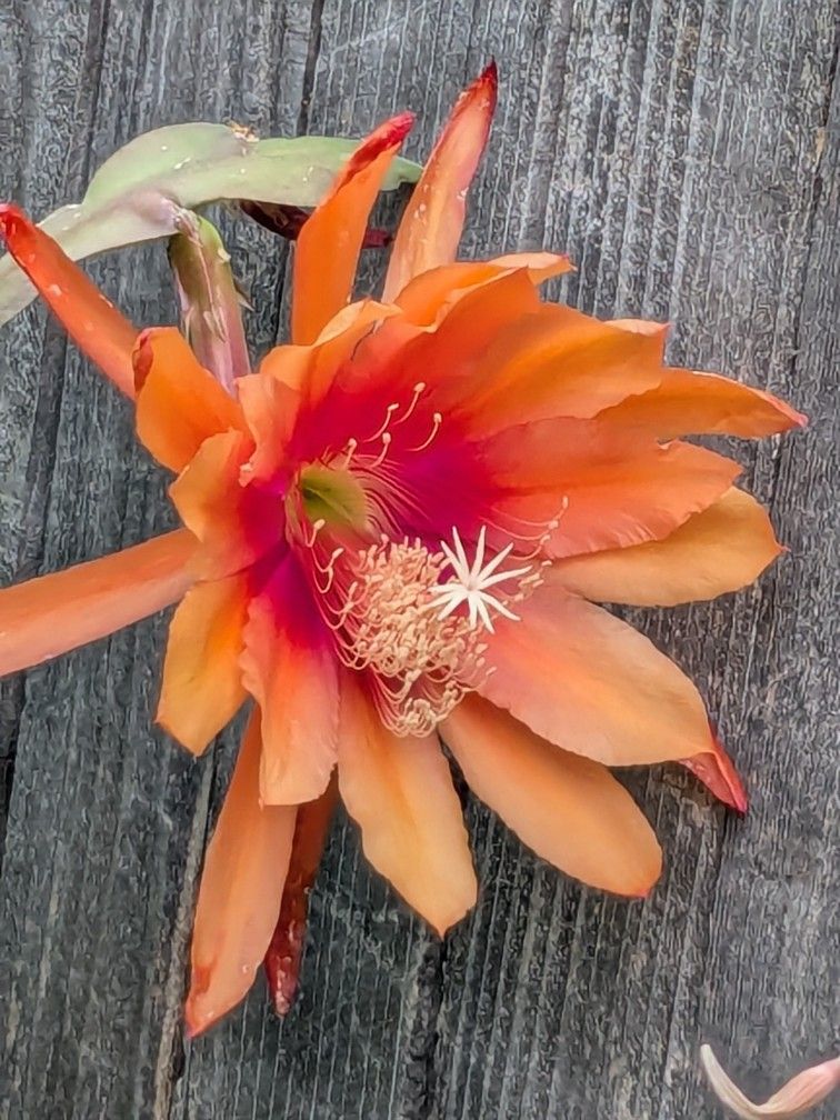Cactus Orquídea Flor Grande $10 El Corté
