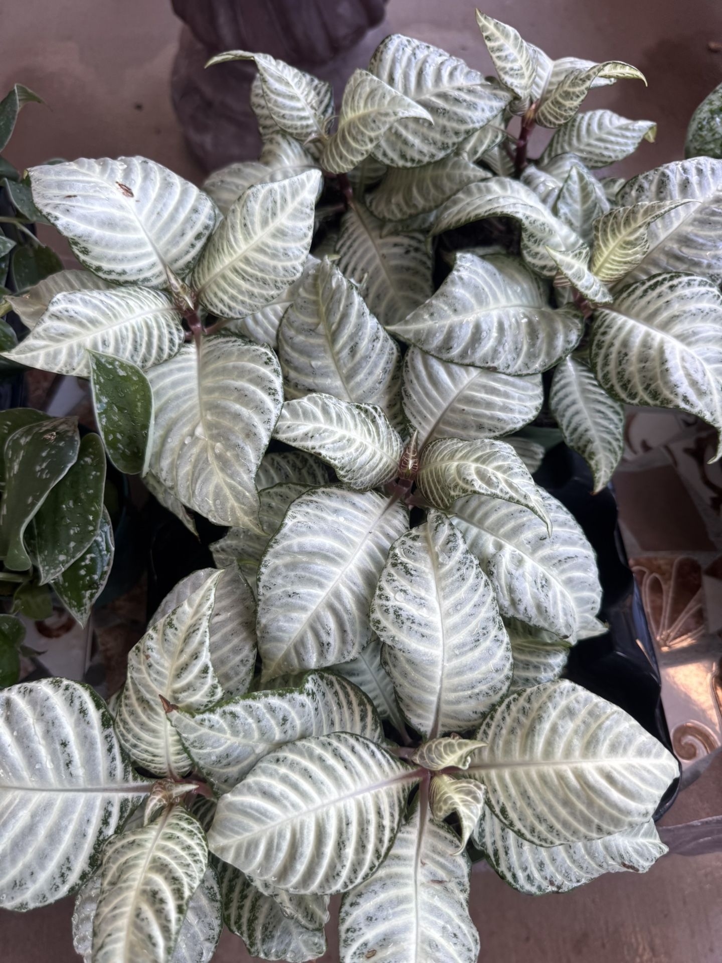 House Plant 🪴 In 4” Pot $8 Each