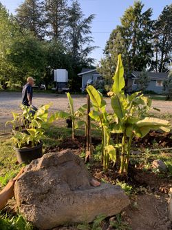 Banana Trees 