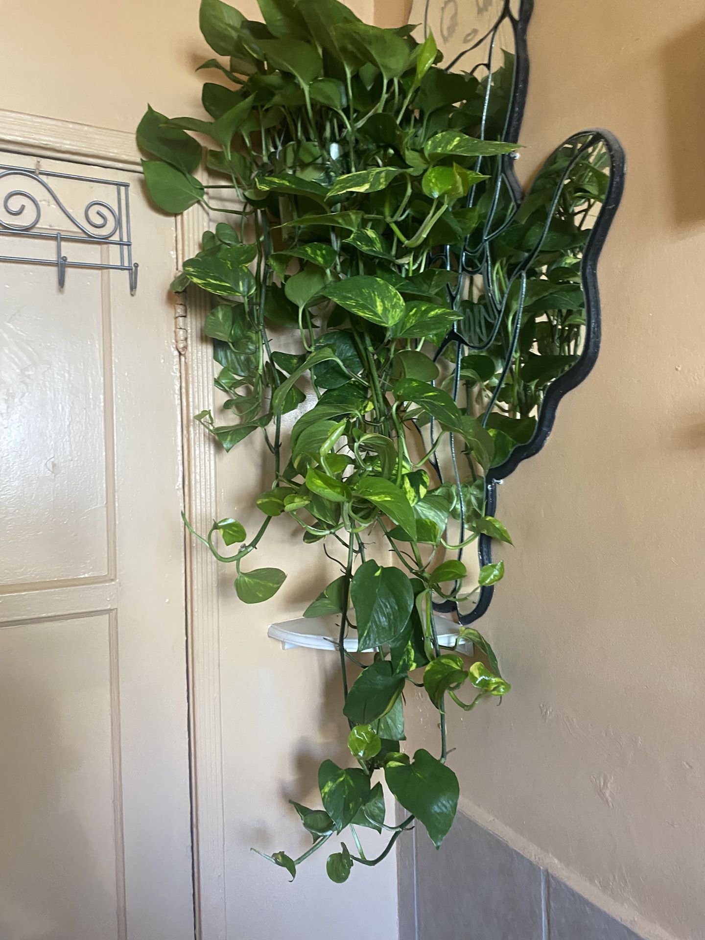 PHOTOS INDOOR AND EXTERIOR PLANTS