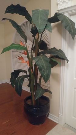 Paintings and matching plant
