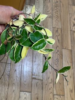 Variegated tricolor Hoya crimson