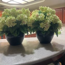 Two Green Flowers Pots 