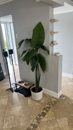 Indoor plant