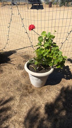 Geranium Plant