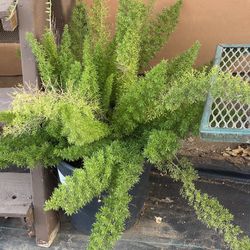 Ferns