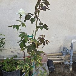 White Rose Plant