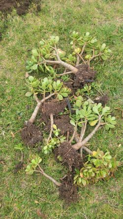 Jade Plants Crassula Ovata Jade