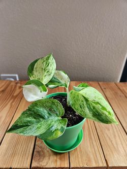 Manjula Pothos (Green pot)