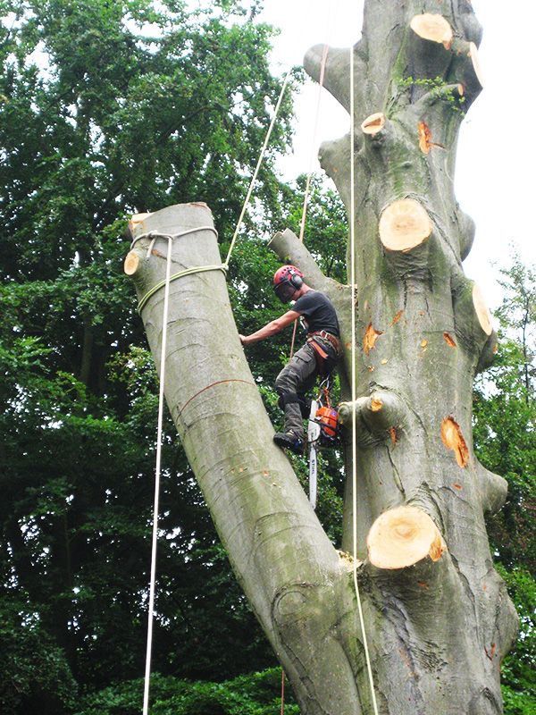 Tree Climbing Gear