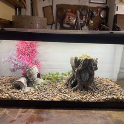 20 Gallon Long Aquarium, Fish Tank With Lid And Lights, Decorations, And Gravel And Filter And Heater