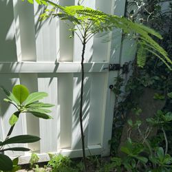 Royal Poinciana Plant 