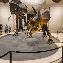 NHM 1 free ticket Natural history museum