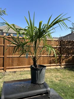 Super Cold Hardy Palm Tree