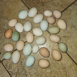 Farm Fresh Chicken, Duck  Guinea Eggs