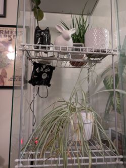 IKEA Detolf Glass Plant Cabinet