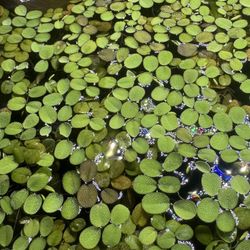 We Have Too Many Floating Plants, So We’re Gonna Have To Give Them