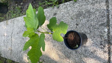 Chicago hardy fig tree