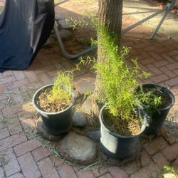 Romero., 14”wide.,x 24”  And Roses … Lot Of  Plants., And Etc.