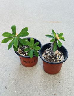 Succulents plants 🪴（2 for $5）