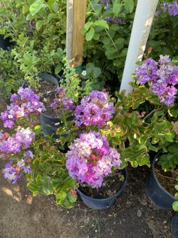 Lagerstromeia Crape Myrtle 5 Gallon $15 Each
