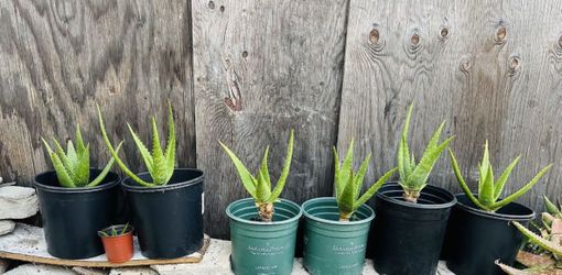 Aloe Vera Plants