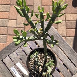 Senecio PAINTBRUSH Succulent Plant 