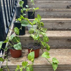 Ivy Plants – 7 Varieties in Mixed Pots – Buy Individually or as a Set