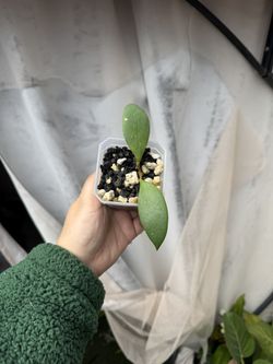 Hoya NOID - 3.5” Pot - Rooted In Pon