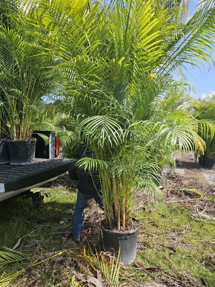 arecas and podocarpus over 8 feet tall Instant Privacy Hedge For Fence Green Full Ready for planting