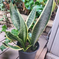 healthy snake plant