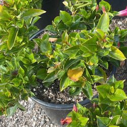 Flowering Shrubs