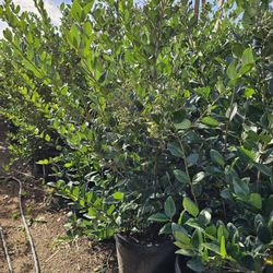 ligustrum japonicum hedge Or Private 