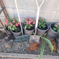 Corona De Cristo  3 X 20 Dls 