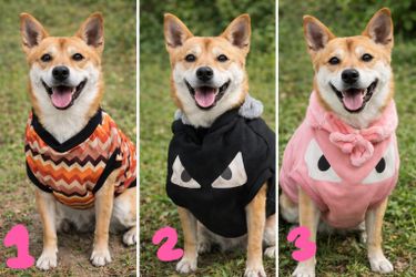 brand new pets cute outfit