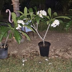 Plumerias Blancas.