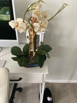 White Orchid plant