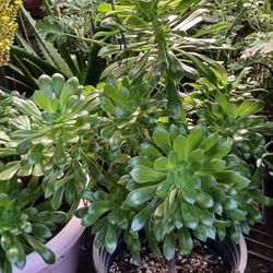 Plants 🪴 Succulents 