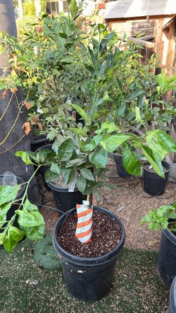 Cara Cara Orange tree