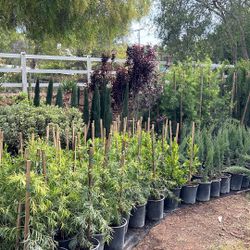 Podocarpus Fern Pine
