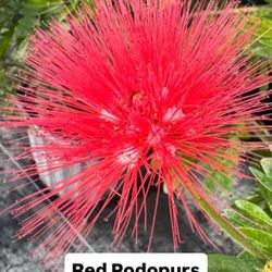 ❤️ Plant: Red Podopurs 