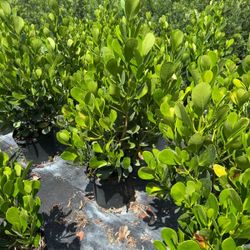 Clusia Hedges Sale! 7gl 3ft 🏡$13
