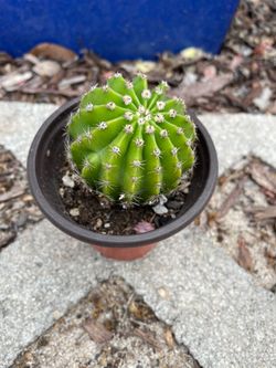 Cactus