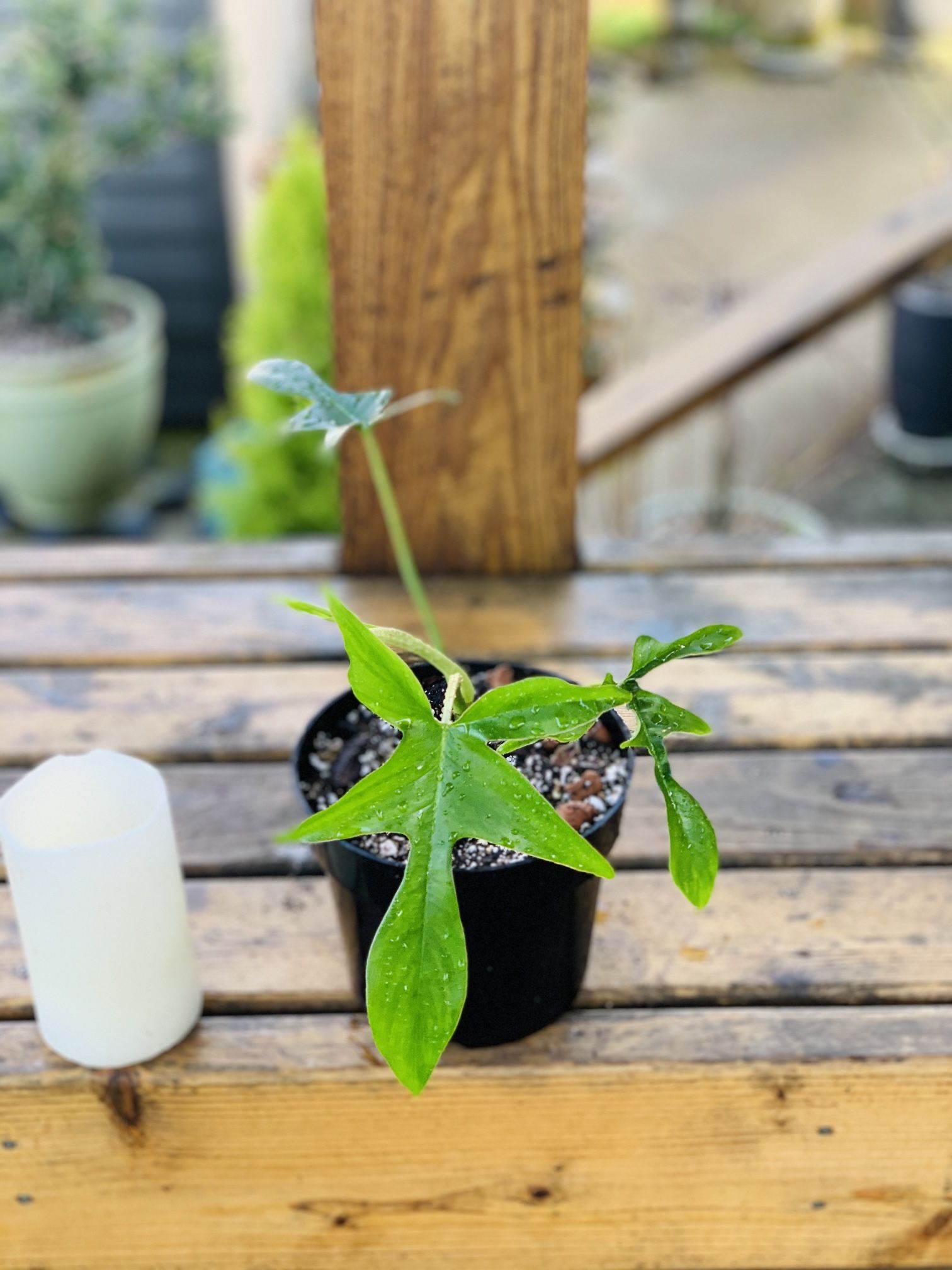 Live Philodendron Glad hands (Pedatum) plant in a plastic nursery pot—firm price