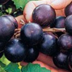 Mature Sweet Muscadine
