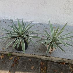 2 Potted Caribbean Agave Agave angustifolia 'Marginata'