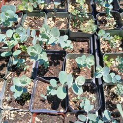 Baby Blue Plants. 